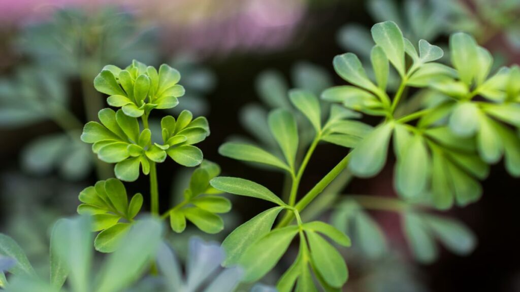 Plantas que trazem prosperidade