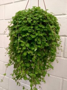 Plantas que trazem prosperidade