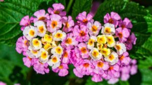 Lantana a flor que muda de cor