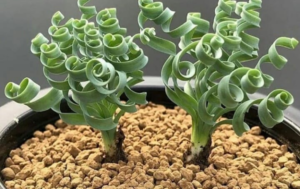 Suculentas raras para cultivar