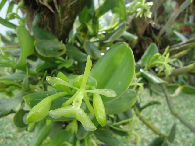 Epidendrum abrum