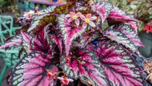 Folhagem cor de rosa